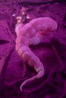 Arcanadea Plastic Model Kit Meltina 20 cm